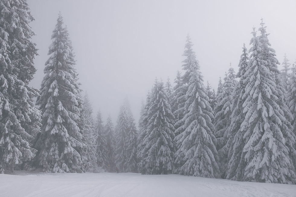 Snowy Day